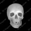 Human Skull