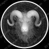Horned Ram Crest Coin - Heightmap Download
