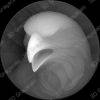 Eagle - Heightmap Download