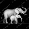 elephant and calf grayscale - Heightmap Download